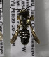  (Megachile PER12 - CCDB-03752 E09)  @13 [ ] CreativeCommons - Attribution Non-Commercial Share-Alike (2010) Unspecified York University
