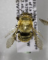  (Megachile PER07 - CCDB-03752 E10)  @11 [ ] CreativeCommons - Attribution Non-Commercial Share-Alike (2010) Unspecified York University
