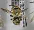  (Megachile PER08 - CCDB-03752 E11)  @11 [ ] CreativeCommons - Attribution Non-Commercial Share-Alike (2010) Unspecified York University