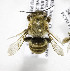  (Megachile PER11 - CCDB-03752 F04)  @11 [ ] CreativeCommons - Attribution Non-Commercial Share-Alike (2010) Unspecified York University