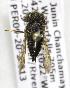  (Coelioxys spatuliventer - CCDB-03752 G02)  @11 [ ] CreativeCommons - Attribution Non-Commercial Share-Alike (2010) Unspecified York University