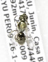  (Lasioglossum DiaPER03 - CCDB-03753 B09)  @11 [ ] CreativeCommons - Attribution Non-Commercial Share-Alike (2010) Unspecified York University