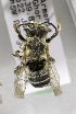  (Megachile rubripes - CCDB-03753 F12)  @13 [ ] CreativeCommons - Attribution Non-Commercial Share-Alike (2010) Unspecified York University