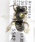  (Megachile flavipes - CCDB-03753 H04)  @13 [ ] CreativeCommons - Attribution Non-Commercial Share-Alike (2010) Unspecified York University