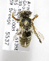  (Megachile cf. tecta - CCDB-03753 H10)  @15 [ ] CreativeCommons - Attribution Non-Commercial Share-Alike (2010) Unspecified York University