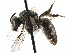  (Lasioglossum COD3 - CCDB-01568 G09)  @14 [ ] CreativeCommons - Attribution (2016) CBG Photography Group Centre for Biodiversity Genomics