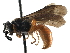  ( - CCDB-01568 G10)  @15 [ ] CreativeCommons - Attribution (2016) CBG Photography Group Centre for Biodiversity Genomics