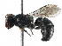  (Hylaeus ROC1 - CCDB-01568 H03)  @15 [ ] CreativeCommons - Attribution (2016) CBG Photography Group Centre for Biodiversity Genomics