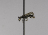  (Protandrena Heterosarus sp. A - CCDB-01556 B02)  @14 [ ] CreativeCommons - Attribution Non-Commercial Share-Alike (2010) Unspecified York University