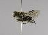  (Colletes MEX06 - CCDB-01556 B06)  @11 [ ] CreativeCommons - Attribution Non-Commercial Share-Alike (2010) Unspecified York University
