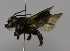  (Megachile (Callomegachile) VNM01 - CCDB-01563 C09)  @14 [ ] CreativeCommons - Attribution Non-Commercial Share-Alike (2010) Unspecified York University