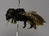  (Megachile fraterna - CCDB-01563 C10)  @13 [ ] CreativeCommons - Attribution Non-Commercial Share-Alike (2010) Unspecified York University