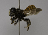  (Megachile fraterna - CCDB-01563 D01)  @13 [ ] CreativeCommons - Attribution Non-Commercial Share-Alike (2010) Unspecified York University