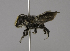  (Megachile borneana - CCDB-01563 D03)  @14 [ ] CreativeCommons - Attribution Non-Commercial Share-Alike (2010) Unspecified York University