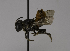  (Megachile stulta - CCDB-01563 D06)  @13 [ ] CreativeCommons - Attribution Non-Commercial Share-Alike (2010) Unspecified York University