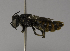  (Megachile VNM10 - CCDB-01563 D08)  @11 [ ] CreativeCommons - Attribution Non-Commercial Share-Alike (2010) Unspecified York University