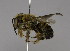  (Megachile saigonensis - CCDB-01563 D11)  @14 [ ] CreativeCommons - Attribution Non-Commercial Share-Alike (2010) Unspecified York University