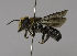  (Megachile kohtaoensis - CCDB-01563 D12)  @15 [ ] CreativeCommons - Attribution Non-Commercial Share-Alike (2010) Unspecified York University
