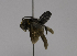  (Megachile Callomegachile VNM05 - CCDB-01563 E02)  @14 [ ] CreativeCommons - Attribution Non-Commercial Share-Alike (2010) Unspecified York University