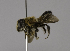  (Megachile laticeps - CCDB-01563 E03)  @14 [ ] CreativeCommons - Attribution Non-Commercial Share-Alike (2010) Unspecified York University