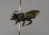  (Megachile rufovittata - CCDB-01563 E04)  @13 [ ] CreativeCommons - Attribution Non-Commercial Share-Alike (2010) Unspecified York University