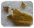  (Phelipanche aegyptiaca - 30152-1)  @11 [ ] No Rights Reserved (2017) Radi Aly Agricultural Research Organization, Israel