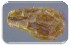  (Orobanche cumana - 30152-41)  @11 [ ] No Rights Reserved (2017) Radi Aly Agricultural Research Organization, Israel