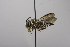  (Coelioxys costaricensis - B03772 C10-MEX)  @13 [ ] CreativeCommons - Attribution Non-Commercial Share-Alike (2010) Unspecified York University