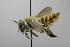  (Megachile flavihirsuta - B03772 D08-MEX)  @14 [ ] CreativeCommons - Attribution Non-Commercial Share-Alike (2010) Unspecified York University