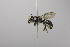  (Megachile Mex4 - B03772 E04-MEX)  @13 [ ] CreativeCommons - Attribution Non-Commercial Share-Alike (2010) Unspecified York University
