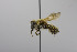  (Megachile MEX02 - B03772 E10-MEX)  @15 [ ] CreativeCommons - Attribution Non-Commercial Share-Alike (2010) Unspecified York University