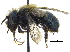  (Osmia giliarum - 06717A06-YT)  @13 [ ] CreativeCommons - Attribution (2015) CBG Photography Group Centre for Biodiversity Genomics