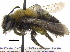  (Andrena vicinoides - 06717A11-YT)  @14 [ ] CreativeCommons - Attribution (2015) CBG Photography Group Centre for Biodiversity Genomics