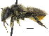  ( - 06717B11-YT)  @13 [ ] CreativeCommons - Attribution (2015) CBG Photography Group Centre for Biodiversity Genomics