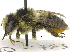  ( - 06717C10-YT)  @15 [ ] CreativeCommons - Attribution (2015) CBG Photography Group Centre for Biodiversity Genomics