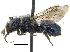  (Osmia tristella - 06717G02-AB)  @15 [ ] CreativeCommons - Attribution (2015) CBG Photography Group Centre for Biodiversity Genomics
