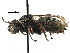  ( - 06732A07-NY)  @11 [ ] CreativeCommons - Attribution (2016) CBG Photography Group Centre for Biodiversity Genomics