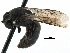  ( - 06732B02-WY)  @14 [ ] CreativeCommons - Attribution (2016) CBG Photography Group Centre for Biodiversity Genomics