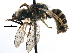  (Agapostemon virescens - 06732B07-NY)  @15 [ ] CreativeCommons - Attribution (2015) CBG Photography Group Centre for Biodiversity Genomics