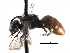 ( - 06732D04-WV)  @11 [ ] CreativeCommons - Attribution (2015) CBG Photography Group Centre for Biodiversity Genomics