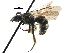  ( - 06732F11-WV)  @14 [ ] CreativeCommons - Attribution (2015) CBG Photography Group Centre for Biodiversity Genomics