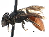  ( - 06735H07-WA)  @13 [ ] CreativeCommons - Attribution (2015) CBG Photography Group Centre for Biodiversity Genomics