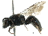  ( - 06735H09-WA)  @13 [ ] CreativeCommons - Attribution (2015) CBG Photography Group Centre for Biodiversity Genomics