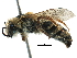  (Colletes rugfitarsis - 06736A05-KEN)  @15 [ ] CreativeCommons - Attribution (2016) CBG Photography Group Centre for Biodiversity Genomics