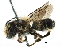  (Megachile KEN15 - 06736B07-KEN)  @14 [ ] CreativeCommons - Attribution (2016) CBG Photography Group Centre for Biodiversity Genomics