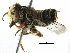  (Megachile KEN06 - 06736C02-KEN)  @14 [ ] CreativeCommons - Attribution (2016) CBG Photography Group Centre for Biodiversity Genomics