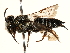  (Coelioxys banksi - 06736H11-NT)  @14 [ ] CreativeCommons - Attribution (2016) CBG Photography Group Centre for Biodiversity Genomics