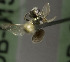  (Lasioglossum nr. hunteri - B01558B12-TX)  @11 [ ] CreativeCommons - Attribution Non-Commercial Share-Alike (2010) Unspecified York University