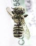  (Megachile KGZ07 - B01558F01-KGZ)  @13 [ ] CreativeCommons - Attribution Non-Commercial Share-Alike (2010) Unspecified York University