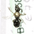  (Lasioglossum KGZ08 - B01558F12-KGZ)  @11 [ ] CreativeCommons - Attribution Non-Commercial Share-Alike (2010) Unspecified York University
